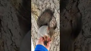 Как покормить двух белок 🐿🌰🐿