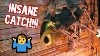 Incredible CATCH on Florida Keys!!! MORAY ELL + CHAIR