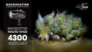 Backscatter Macro Wide 4300 Showcase - Fredi Schaschl