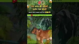 गंगा भारत की पहिली क्लोन गाय बछडी😲#cow #trending #amazingfacts #animallover #anime #cows #cowvideos