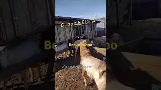 Ждём весну