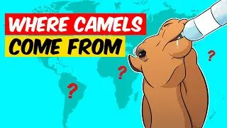 You Have No Idea Where Camels Come From!