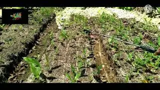 කහ පැළ වගාව දිලීර හානි වලින් බේරා ගනිමු.#kaha pela wagawa#කහ පැළ වගාව#