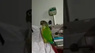 A Parrot Says Hello in Russian 🦜