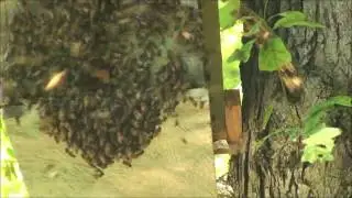 Bee Swarm 6-13-16 Ball Ground