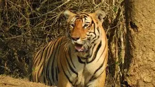 Tiger spotted in Rajiv Gandhi National Park (Nagarhole Tiger Reserve)