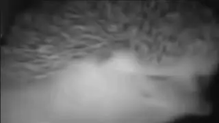 10 mins of Sneezing hedgehog