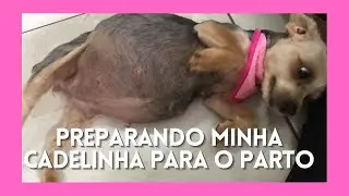 Minha Yorkshire vai parir