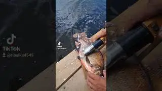 Как сделать чистку рыбы быстрой и легкой