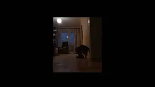 Кот- один дома!