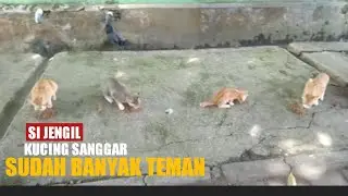 Si jengil kucing sanggar udah banyak teman. 