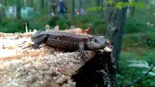 Ящерица