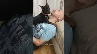 Целовательная собака