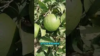 Propiedades y reconocimiento del naranjo amargo