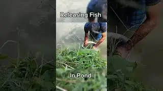 Releasing Silver Carp Fish In New Pond #fish #fishfarm #fishing #viral #reels #pond #pondlife