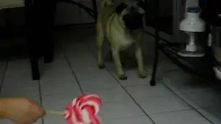 Marcus The Pug Is Scared Of His Valentines Day Candy