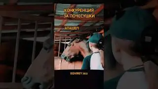 у вас лошадь жадничала?😸