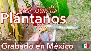 Guía SENCILLA Para que LOGRES tus PLÁTANOS y Bananos.