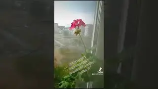 комнатные цветы в спальне любовь ❤️ ❤️ ❤️ цветут 🌼🌼🌼 и радуют 😊😊