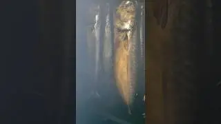 скумбрия горячего копчения.Морской окунь горячего копчения.