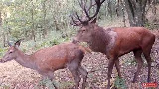 HUGE Red Stag 23 points Looking To Mate.