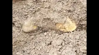 Bones! on dig site. Washington State USA