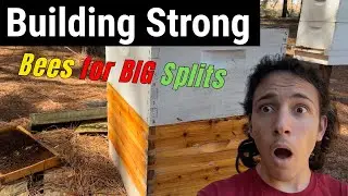 Building Strong Bees for BIG Splits (Beekeeping)