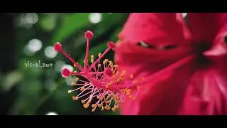 Euphoria | Looking into nature | Cinematic video.