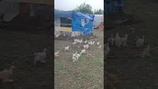 hay MaşAllah