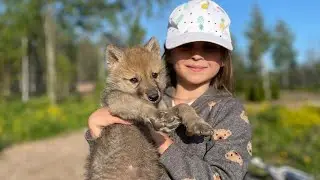Ариадна и Волки 😱 Небольшая экскурсия и прибавления в парке Волков‼️
