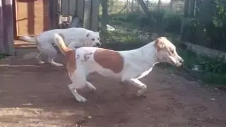 Valdai, Veligush,  Voruh - 9 months old