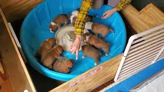 AKC Staffordshire Bull Terrier puppies 24 days old first time trying solid food