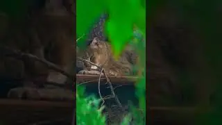 КаМышовый кот ЗауРи дрыхНет под дождь👀🔥🥰☔Reed cat Zauri is sleeping No in the rain👀🔥🥰☔