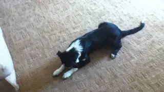 Bob Doing Tricks