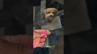 Cute puppy favorite snack | Dog Assorted Cookies | Amazon Puppy Treats