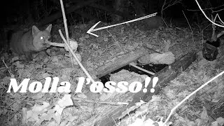 Molla l'Osso!!