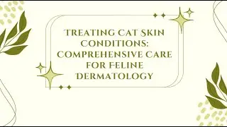 Treating Cat Skin Conditions | Vet-Approved Tips for Healthy Cat Skin