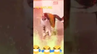 #funny #animals