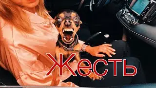 Русский той терьер в автомобиле. Укусил телефон!