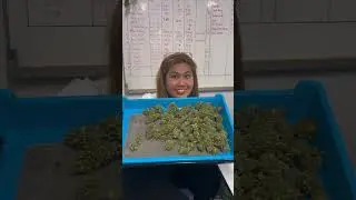 MayThen Vlog: Exploring Lollipop Cannabis Farm: Myanmar-Led Cannabis Cultivation in Thailand 🌿