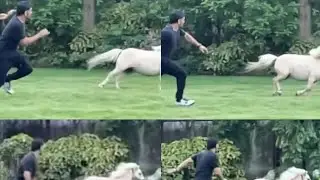 Dhoni Race With Horse|MS Dhoni Running Video|Dhoni Latest Video|Dhoni Status|Dhoni Run Competition