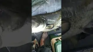 Сом на спиннинг