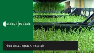 Миколаївець вирощує мікрогрін