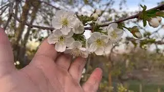 Высадил все розы 🌹,   Теперь все жду уражай
