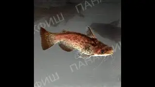 Трахелиоптерус Фишера (Trachelyopterus fisheri)