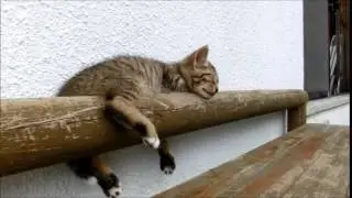 Смешные котята