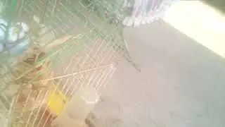 MAviş öldü ) :