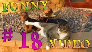 FUNNY VIDEO # 18