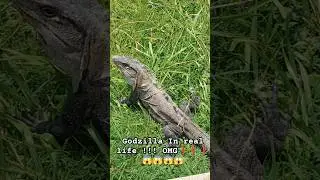 Godzilla Real 😱 xd #godzilla #godzillaminusone #godzillaxkongthenewempire #teamgodzilla
