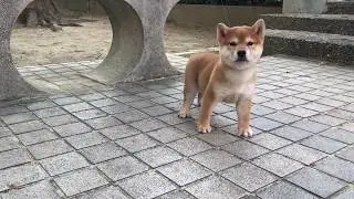 Red Shiba Inu - Hope